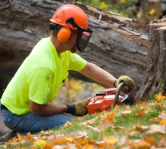 tree services Middlebush